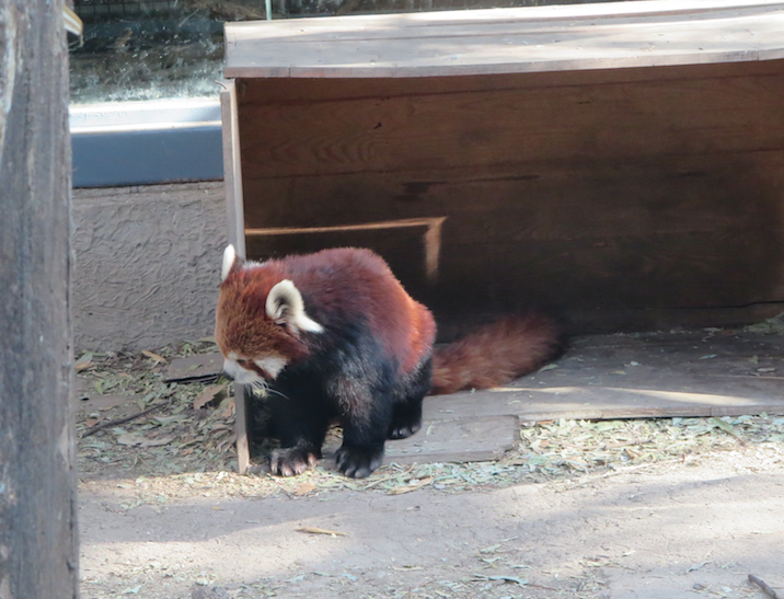 The Red pandas kept hiding... so it was hard to get a good photo.