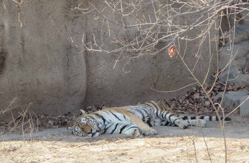 The tiger was sleeping :'(